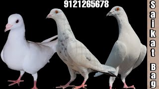 3 female pigeons successfully delivered to Saikat bag bhai | Kolkata | West Bengal