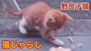 猫じゃらしで遊ぶ子猫がかわいい！【野良猫】【kitty】