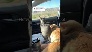 First road trip with cats! #cats #funnyanimals #funnycats #kitten