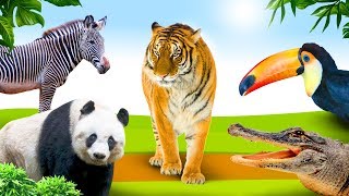 Jungle dieren leren 🐯 Educatief kinderfilmpje voor peuters - Nederlands