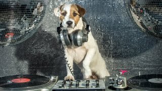DJ Dog - Nightlife Video Showreel - London Nightclubs