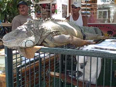 Key West Iguana Youtube