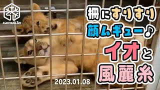 【旭山動物園】柵に顔すりすりムギュー♪飼育員さん大好き🐱イオと🐱風🐱麗🐱糸(01/08) [Asahiyama Zoo]  Fuu, Rei, Ito and Io.