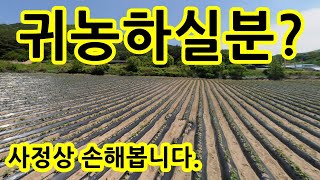 사정상~21년도 매입금액보다 손해보고 파는 땅 충북 괴산 청천 682평~ 계획관리 ~전 ~1억2천만원에 팝니다.~ 귀농귀촌 전원주택지 괴산토지 땅 매물