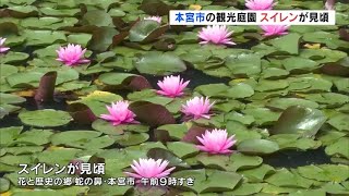 透明感あふれる淡い花　福島県本宮市の観光庭園でスイレン見頃