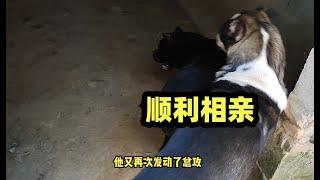 中亚犬打败德牧，顺利和卡斯罗犬相亲，能否成功