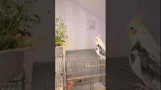 セキセイインコが豆苗のプールにダイブ！🐥#birds #インコライフ #セキセイインコ#インコ動画