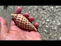 amazing junonia shell tigertail beach marco island december 3 2022