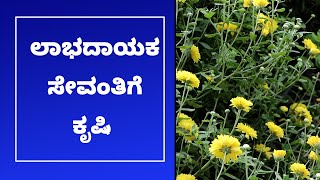 Chrysanthemum Farming Guide | Part-1 | ಸೇವಂತಿಗೆ ಬೆಳೆಯ ಬೇಸಾಯ ಕ್ರಮಗಳು | Vijay Karnataka