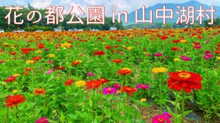 ✈️山中湖村・花の都公園の夏はひまわりと百日草が咲き誇る！〜Yamanakako Hananomiyako Flower Park in Mount Fuji〜