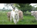 Spring turnout for the cows and calves (DOTF Series 1 Ep6)