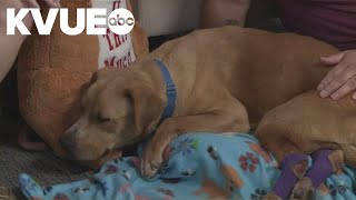 Meet Ellie Mae, a distemper survivor who loves to cuddle | Pet of the Week