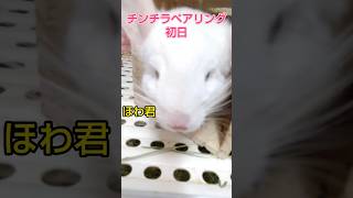 (笑)チンチラ怒った時の鳴き方と攻撃法 #short #チンチラ#chinchilla