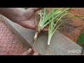 வீட்டை அழகுபடுத்தும் spider plant video