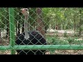 ostrich in ranchi zoo