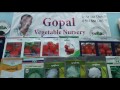 gopal vegetable nursery s