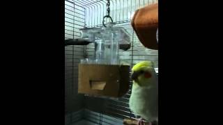 フォージングトイで遊ぶオカメインコのだいちゃん