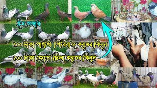 ঈদ অফার ২০০ টাকা পাংখি গিরিবাজ কবুতর কিনুন, মাত্র ৫০০ টাকা জোরা চিলা কবুতর কিনুন