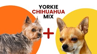 Yorkie Chihuahua Mix AKA Chorkie