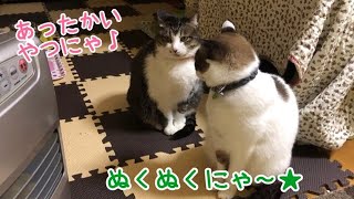 ストーブ前に集まる猫ズ☆