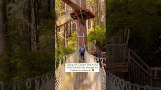 Redwoods Canopy Trail 🌳 Trees of Mystery 🌀 Redwood National Park California 🌎