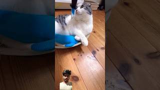 funny cats sacred cat 😂 おもちゃのナイフでドッキリ敢行！#shorts #funnycats