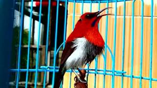 Burung Kolibri Muncang Keren Cantik Jinak Gacor Hummingbirds Are