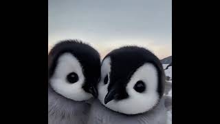 Super cute penguin baby 超可爱的企鹅宝宝 #pets #penguin #cute