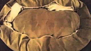 52 inch Sage Suede Bagel Dog Bed By Majestic Pet Products  Review