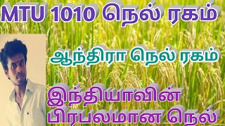 MTU 1010 நெல் ரகம் |ஆந்திரா நெல் ரகம் |Cottondora sannalu |Tamil |Life is line |