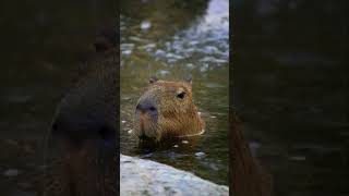 Capybara🐰(Clip-1) கேபிபரா