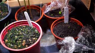 Aubergine, Double Cloches and Potting Up