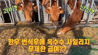 (웅부장)번식우에 옥수수 사일리지를 무제한 먹인다고?(feat,허리디스크) ep.22