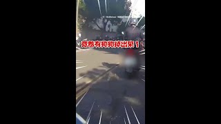 狗狗掉出來！機車飼主沒發現...騎士按喇叭提醒...仍騎走 #Shorts