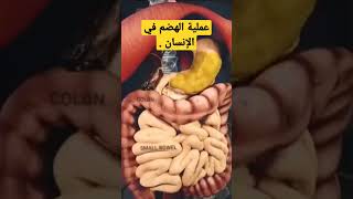 عملية الهضم في جسم الإنسان 🍔🌭🍕.Digestion in humans.