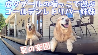 【夏の楽園】広々プールの端っこで遊ぶゴールデンレトリバー姉妹