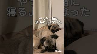 兄弟揃ってぐっすり。。#shorts #shortvideo #dog #パグ #犬 #pug #保護犬 #多頭飼い