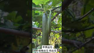 苹果丝瓜 棱角丝瓜 肉丝瓜