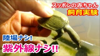 スッポンの赤ちゃんの飼育実験！ 低紫外線＋ベアタンクの飼育方法にスッポンは耐えるか？ 既成概念に囚われないスッポンの飼い方・短期ストック方法の新たな選択肢