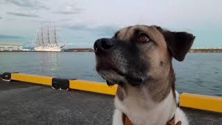 DOG SEES SAILING SHIP (JAPAN)# Kaiwo Maru # Yaizu, Japan #tall sailing vessel