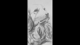 Dog Sketch | BFA Coaching/Fine Arts Course #bfaentrance #fineart #reels #shorts #youtubeshorts #bfa