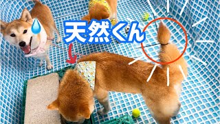 陽キャ末っ子柴犬の天然ぶりが炸裂していてかわいいです(笑)