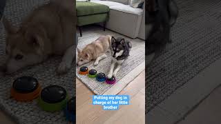 SASSY MINI HUSKY Uses Buttons To Boss Her Little Brother Around