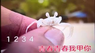 口琴演奏：花蕊戀春風/女C#(台語）