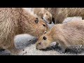 all capybaras are cute no matter how big or small japan izu