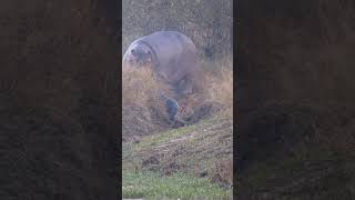 Leopard Attacks Newborn Hippo Calf