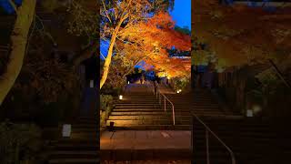 红叶夜话 竈門神社的红叶灯影 你心动了吗 叶红了 红叶 日本旅游 夜景 日本旅行 #Travel #Tokyo #旅行推荐官 #日本旅行攻略 #日本华人地接