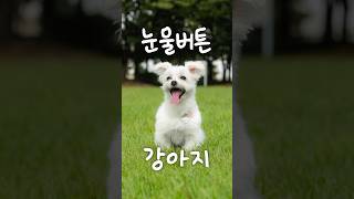 나이 많은 강아지는 항상 눈물버튼이야 #shorts