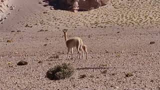 Mama Vicuña con bebe.