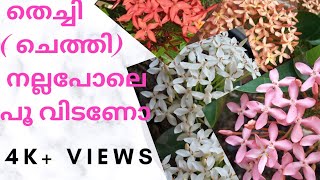 ചെടികൾ നിറയെ പൂവിടാൻ ഇത് തളിക്കുക / THECHI OR IXORA PLANT CARE, PLANTING AND PRUNING IN MALAYALAM